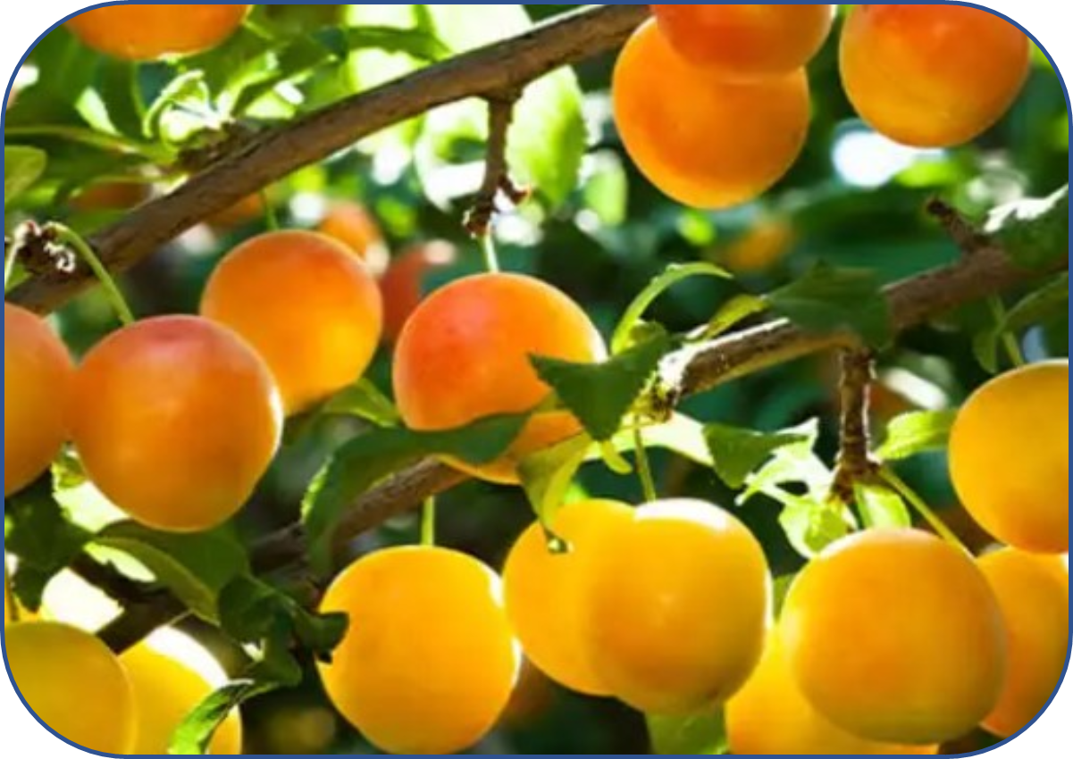 Mirabellen jam (370 ml)